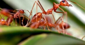 O Que Significa Sonhar Com Formigas